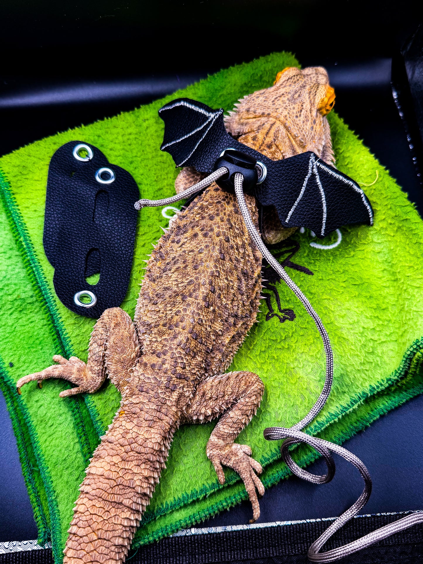 Flight Harness: Adjustable Reptile Harness Set